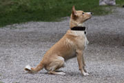 List-Image: sitzender Hund